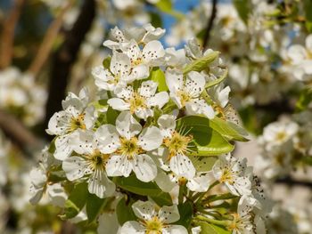 Close-up of white flowering plant