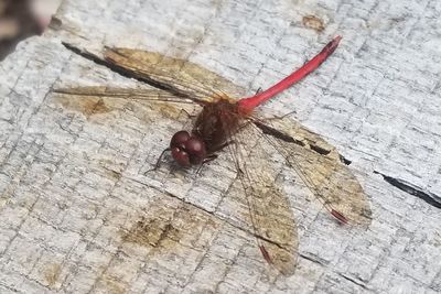 High angle view of insect on wood