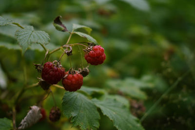 Close-up of red berries growing on tree