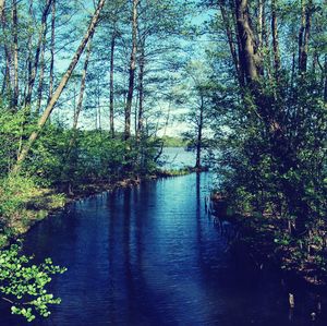 Scenic view of lake with trees in background