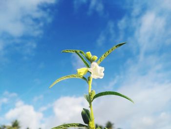 Low angle view of flowering plant against sky