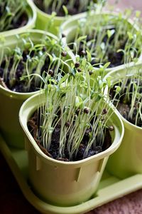 High angle view of succulent plant in pot