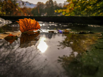 Close-up of autumn leaves in lake