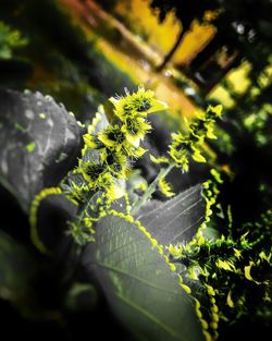 Close-up of fern leaves