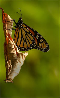 Close-up of butterfly pollinating wilted leaf