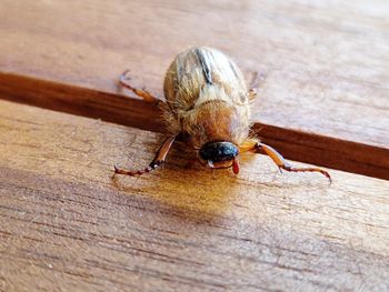 Close-up of insect