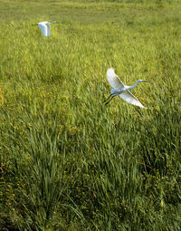 Seagull flying over grass