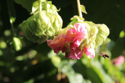 Close-up of pink flowering plant