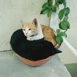 Portrait of cat sitting on floor