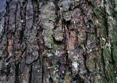 Full frame shot of tree trunk