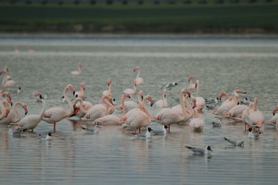 Flamingo birds in salt lake