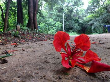 Close-up of red flowers