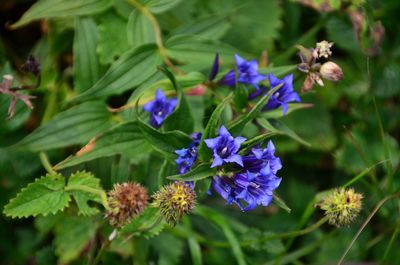 Close-up of purple flowering plants