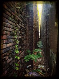 Plant growing in front of brick wall