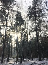 Trees in forest during winter