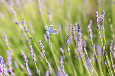 Close-up of butterfly pollinating on purple flowering plant