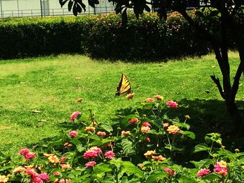 Flowers in grass