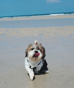 Dogs on beach