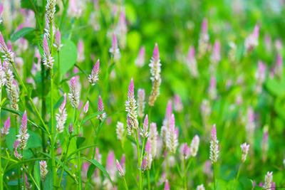 Close-up of purple flowering plants on field