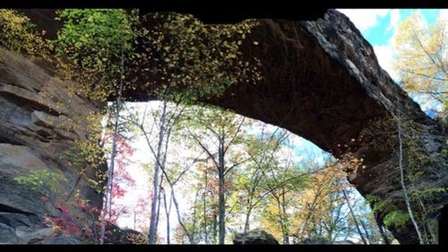 Low angle view of trees