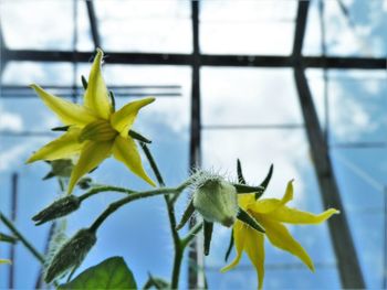Close-up of yellow flowering plant