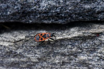 High angle view of butterfly