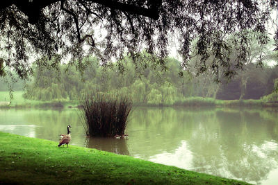 Reflection of trees in lake