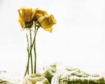 Close-up of wilted rose against white background