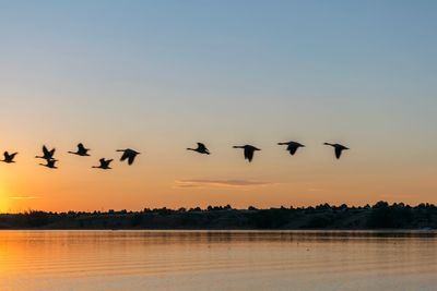 Silhouette birds flying over lake against sky during sunset