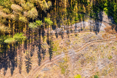 Pine trees in forest