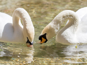 Swans swimming in lake