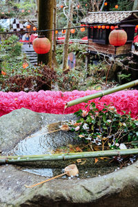 Plants growing in water
