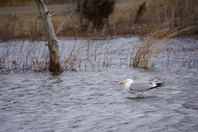 Birds in water during winter