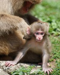 Monkey with infant on field during sunny day