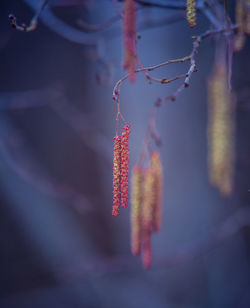 A beautiful birch tree flowers in early spring.