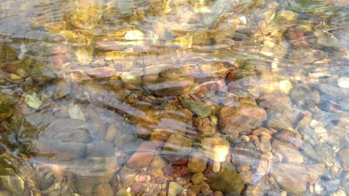 Full frame shot of turtle in water