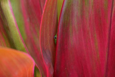 Full frame shot of orange pink flower