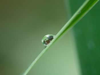 Close-up of raindrops on green leaf