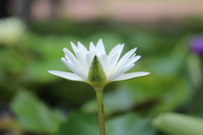 Close-up of white flowering plant