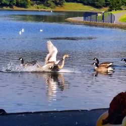 Birds in calm water