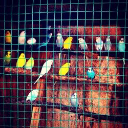 Birds in cage