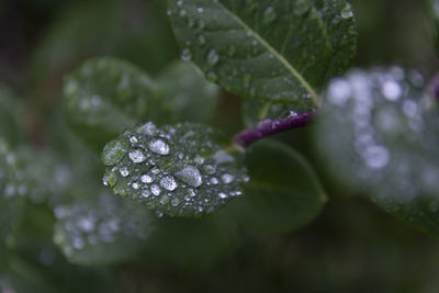 Close-up of water drops on purple flower