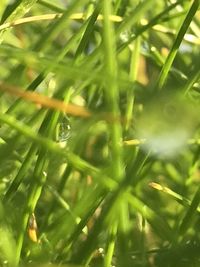 Close-up of water drops on leaves