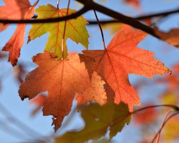 Close-up of maple leaves on plant