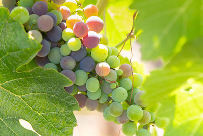 Close-up of grapes growing in vineyard