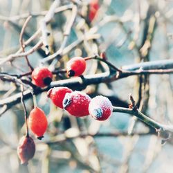 Close-up of berries growing on tree