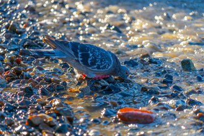 Close-up of pigeon on river thames beach  