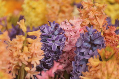 Hyacinth has a strong aroma