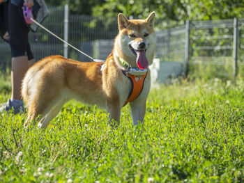 Dogs running on grassy field