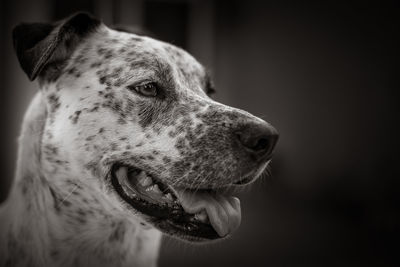 Close-up of a dog looking away